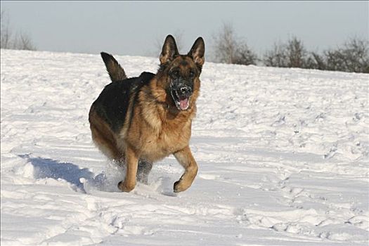 母狗,2岁,跑,雪中