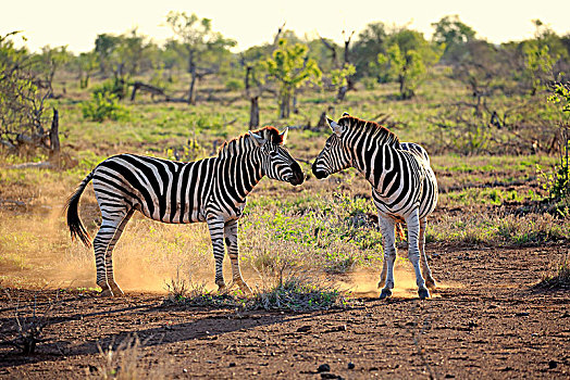 斑马,马,成年,两个男人,争斗,交际,动作,克鲁格国家公园,南非,非洲