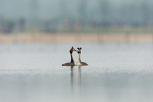 在湖面戏水的凤头鷉