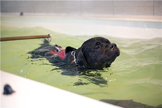 狗,海水浴疗法