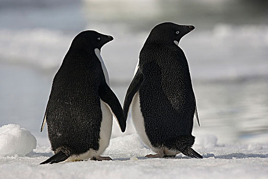阿德利企鹅,站立,并排,鳍足,保利特岛,南极