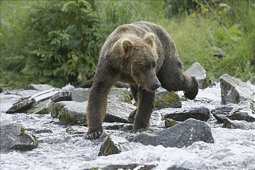 大灰熊,棕熊,寻找,三文鱼,溪流,卡特麦国家公园,阿拉斯加