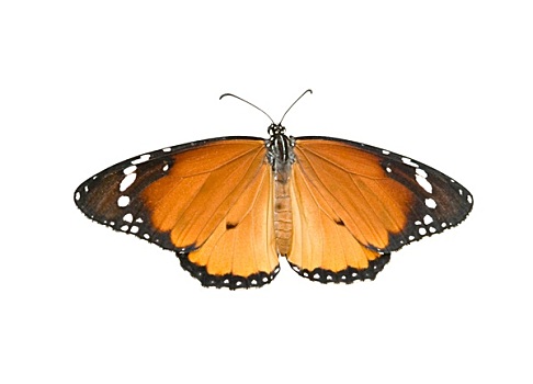 黑脉金斑蝶,隔绝,白色背景,背景