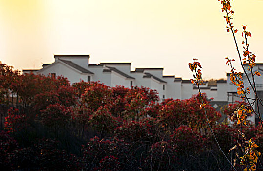 田野,树林,黄昏,夕阳