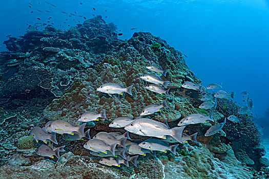 成群,鲷鱼,笛鲷,游动,上方,珊瑚礁,大堡礁,昆士兰,太平洋,澳大利亚,大洋洲