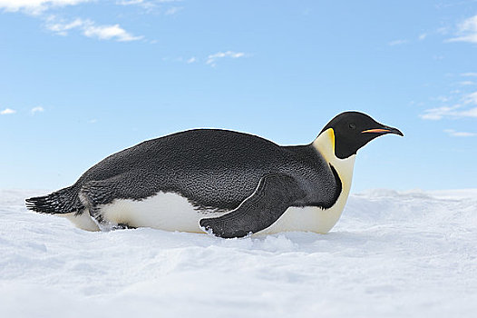 帝企鹅,雪丘岛,南极半岛