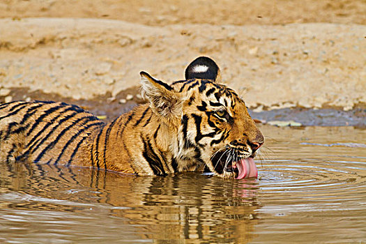 皇家,孟加拉虎,幼兽,饮用水,水坑,虎,自然保护区,印度