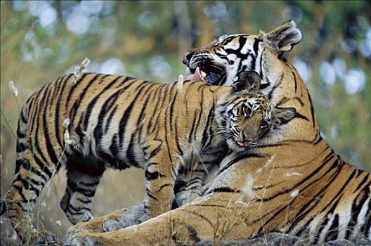 孟加拉虎,虎,母兽,修饰,老,幼兽,班德哈维夫国家公园,印度