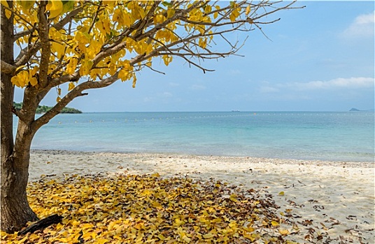 热带沙滩,黄叶,树,泰国