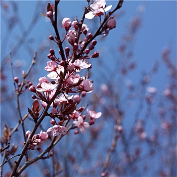 粉色,花,盛开,春天
