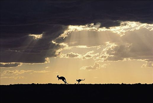 红袋鼠,一对,风暴,日落,澳大利亚