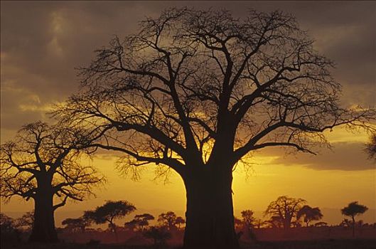 猴面包树,树,剪影,日落,坦桑尼亚