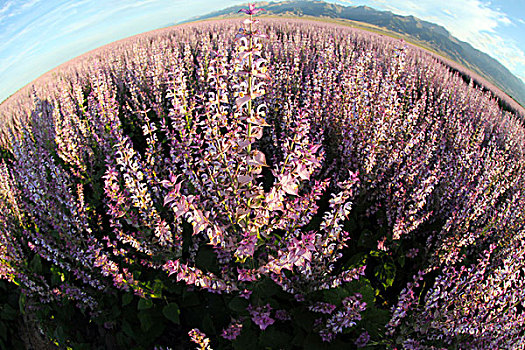 香紫苏花田