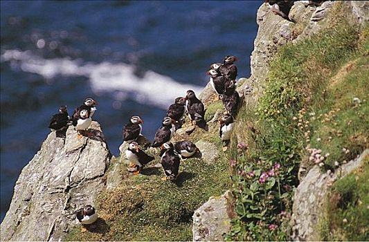 角嘴海雀,北极,海鸟,设得兰群岛,英国,欧洲,动物