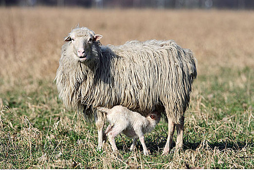 母兽,诞生,绵羊