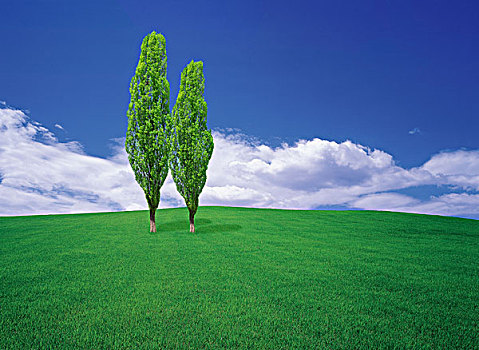 树,绿色,土地