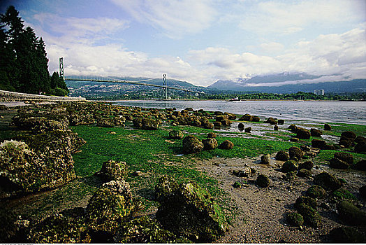 石头,靠近,岸边,温哥华,不列颠哥伦比亚省,加拿大