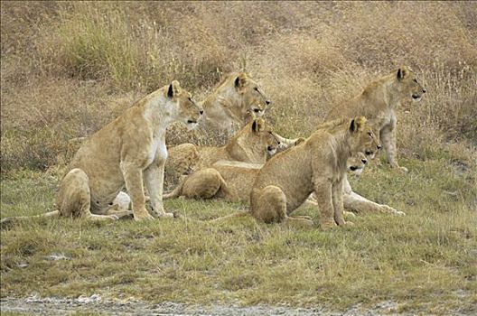 狮子,早晨,猎捕,普法战争,捕食,恩戈罗恩戈罗火山口,坦桑尼亚