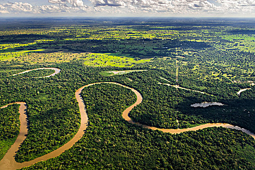 丛林,潘塔纳尔,南马托格罗索州,巴西,南美