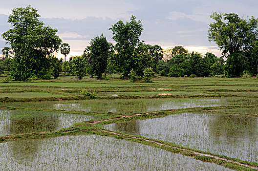 稻田,岛屿,老挝,东南亚