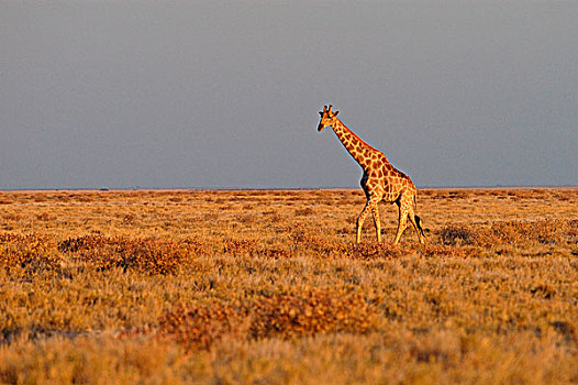 长颈鹿,成年,走,埃托沙国家公园,纳米比亚,非洲
