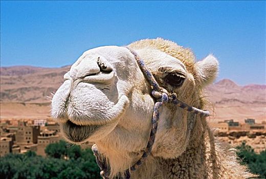 骆驼,达德斯谷