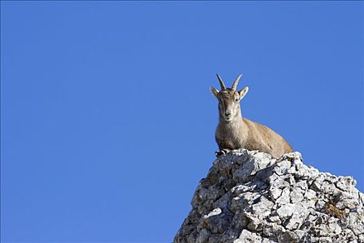 北山羊,羱羊,皮拉图斯,山脉,瑞士