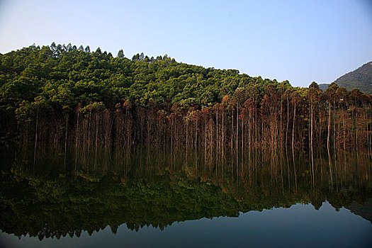 福建南靖水杉