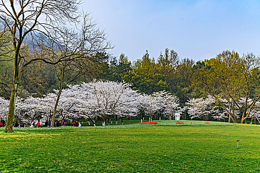 杭州太子湾公园草地与樱花