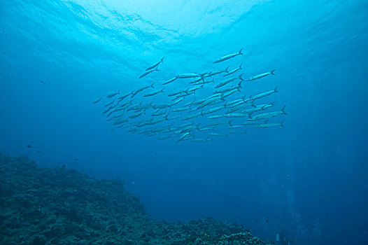 鱼群,梭鱼,靠近,贝卡岛,南方,维提岛,斐济,南太平洋