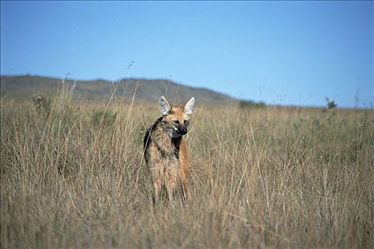 鬃狼,孤单,猎捕,草地,栖息地,国家公园,巴西