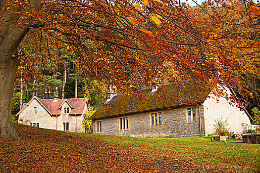 房子,树,诺森伯兰郡,英格兰