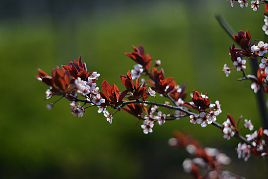 叶李,花开