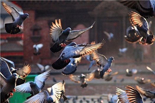 尼泊尔加德满都皇宫广场的人