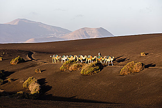 驼队,日出,蒂玛法雅国家公园,兰索罗特岛,加纳利群岛