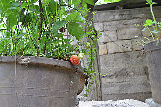 草莓,植物,观赏植物,夏季,水果,盆栽