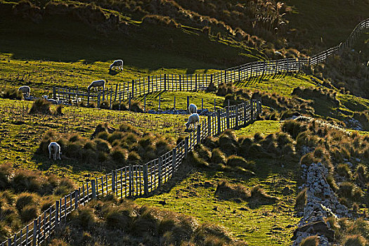 绵羊,栅栏,农田,奥塔哥,南岛,新西兰