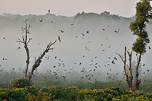 水果,蝙蝠,飞行,国家公园,赞比亚,非洲