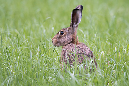 欧洲野兔,坐,草地,下萨克森,德国,欧洲