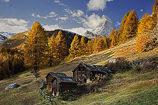 马塔角,框架,秋天,落叶松,欧洲落叶松,策马特峰,瑞士