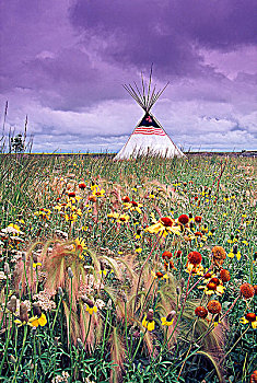 土著,圆锥形帐篷,懒,草原,茴香,艾伯塔省,加拿大