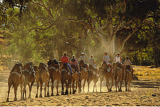 边区,骆驼,旅游,爱丽丝泉,北领地州,澳大利亚