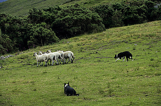 爱尔兰,靠近,绵羊,放牧,边界,柯利犬,克俐环