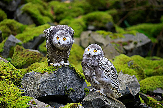 雪鸮,两个,雏鸟,俘获,莱茵兰普法尔茨州,德国,欧洲