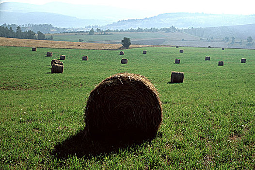 横图,法国,普罗旺斯,小麦,稻草捆,绿色,土地