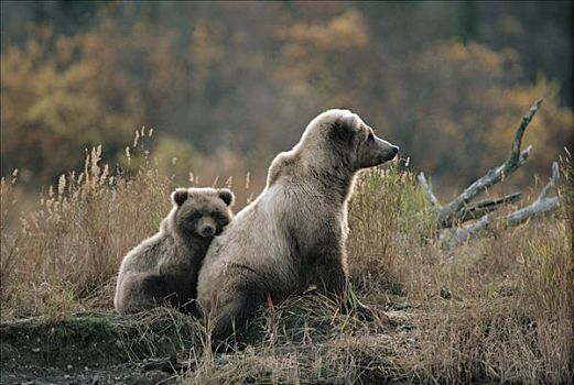 大灰熊,棕熊,黄昏,阿拉斯加