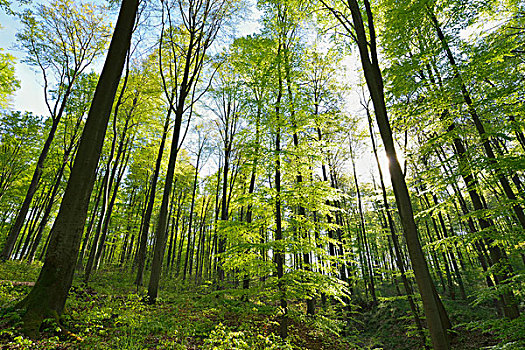 太阳,欧洲山毛榉,树,奥登瓦尔德,黑森州,德国