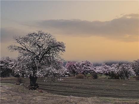 野桃花观赏圣地索松村