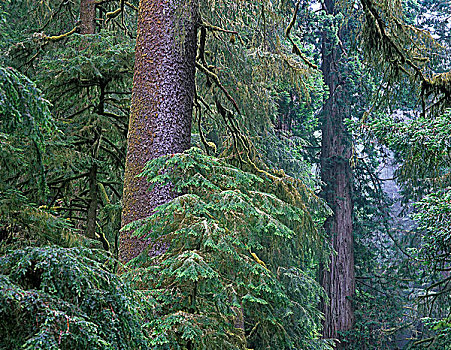 花旗松,北美红杉,树,红杉国家公园,加利福尼亚