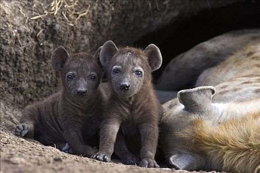 斑鬣狗,星期,老,幼兽,旁侧,睡觉,母兽,马赛马拉国家保护区,肯尼亚